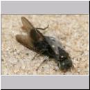 Oxybelus bipunctatus - Fliegenspiesswespe w31 5mm - Sandgrube Niedringhaussee.jpg